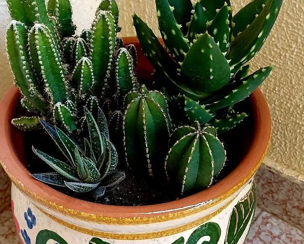 Casa Milo Playa Locos Torrevieja